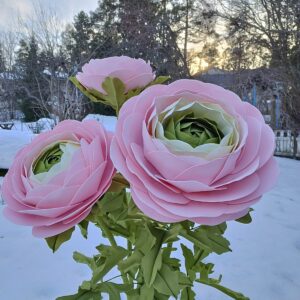 Nättijätti  Jaloleinikki